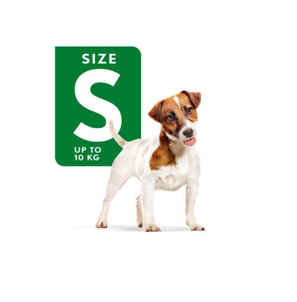 51-sKBWY5dL._SL1320_.jpg Royal Canin Mini Adult Dog Food, 85 Grams, Pack of 12 Sachet...