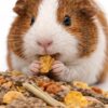 Versele Laga Small Animal Food Crispy Muesli Diet of Guinea ...