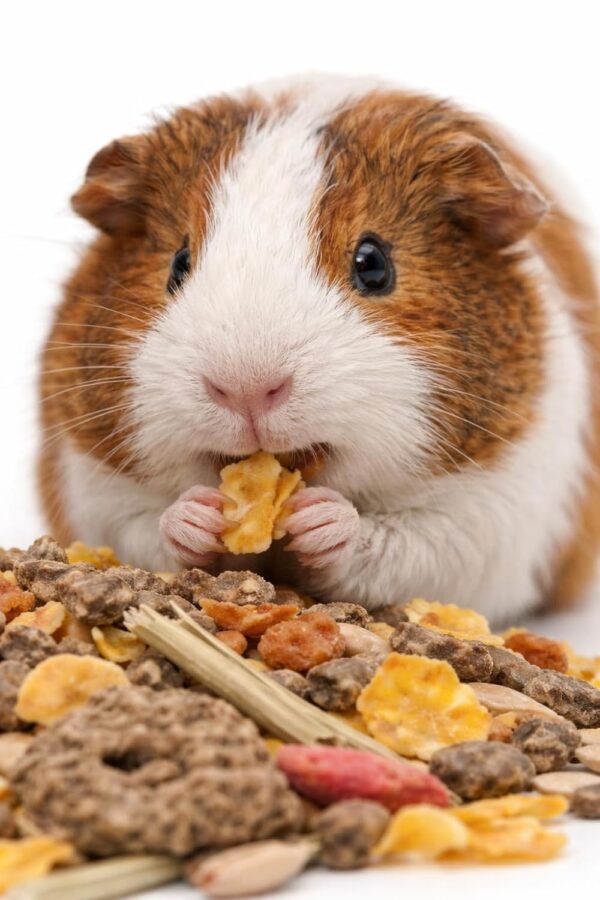 Versele Laga Small Animal Food Crispy Muesli Diet of Guinea ...