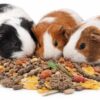 Versele Laga Small Animal Food Crispy Muesli Diet of Guinea ...