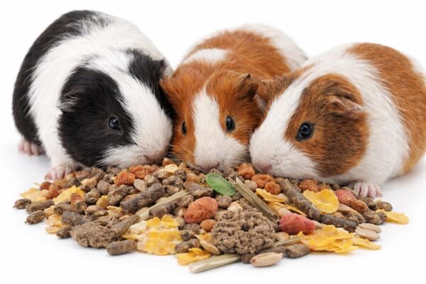 Versele Laga Small Animal Food Crispy Muesli Diet of Guinea ...