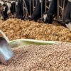71q6cpnMsRL._SL1200_.jpg Global Green - Cattle Food for Fast Growth Calf & Buffalo 10...