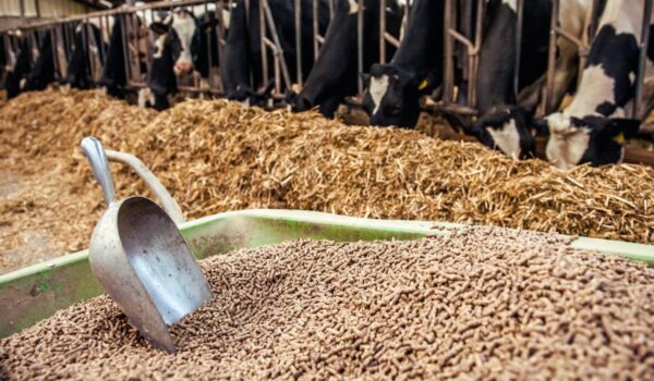 71q6cpnMsRL._SL1200_.jpg Global Green - Cattle Food for Fast Growth Calf & Buffalo 10...