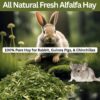 71tVrh0FUWL._SL1500_.jpg Sage Square Alfalfa Hay - Protein, Calcium-Rich Hay for Rabb...