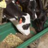 91Yn78nMaL._SL1500_.jpg Global Green - Cattle Food for Fast Growth Calf & Buffalo 10...