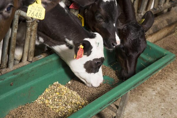 91Yn78nMaL._SL1500_.jpg Global Green - Cattle Food for Fast Growth Calf & Buffalo 10...