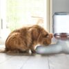 51B5t7ZjLtL._SL1200_.jpg Divik Pet Feeder Food Dispenser Station - Replenish Pet Food...