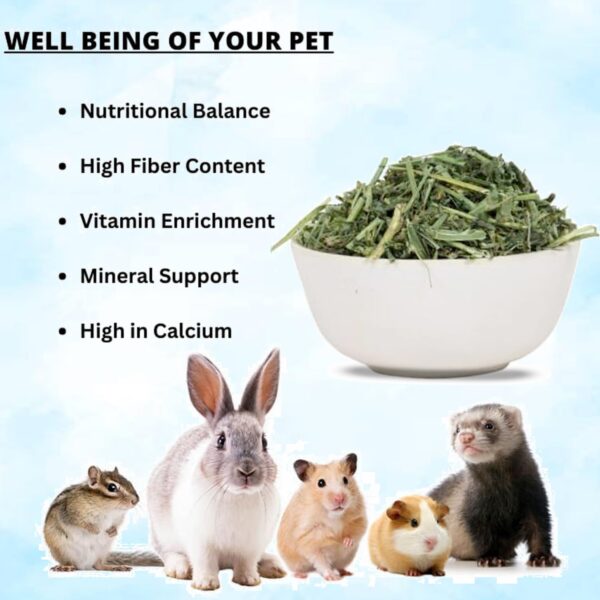 612lXVPSM1L._SL1500_.jpg Jainsons Pet Products Small Pet Alfalfa Hay 400g | High-Fibe...