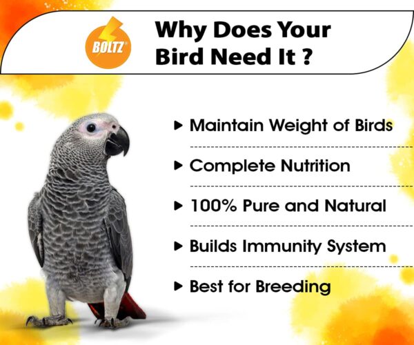 BOLTZ Food for Big Parrot, African Grey, Sun Conure, Macaw, ...