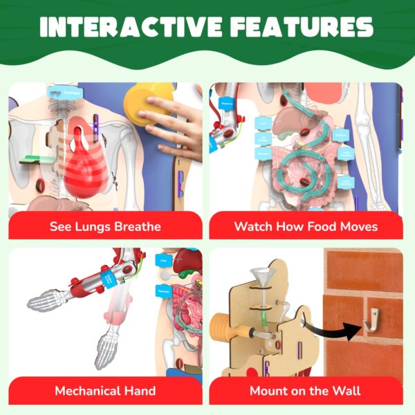 718El2YNebL._SL1500_.jpg Smartivity Interactive Human Body Model for Kids 8-14 Years ...