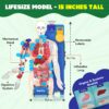 71KTWs4XGNL._SL1500_.jpg Smartivity Interactive Human Body Model for Kids 8-14 Years ...