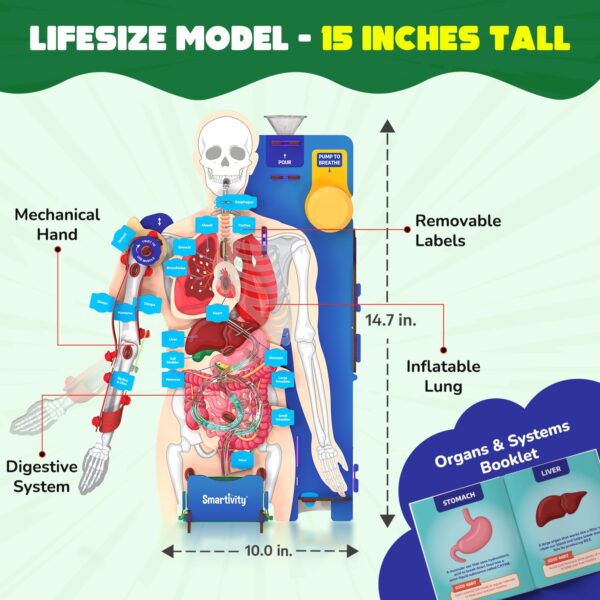 71KTWs4XGNL._SL1500_.jpg Smartivity Interactive Human Body Model for Kids 8-14 Years ...