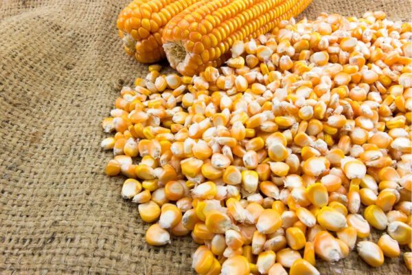 Maize (Dry Corn Seeds) for Birds 1 Kg Food for Garden Animal...