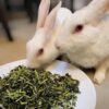 My Eden Natural Alfalfa Hay | Food for Rabbits, Guinea Pig, ...