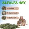 71nxqyJ5JAL._SL1500_.jpg Jainsons Pet Products Small Pet Alfalfa Hay 400g | High-Fibe...