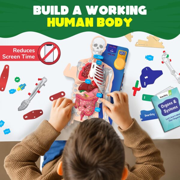 71v7mynHboL._SL1500_.jpg Smartivity Interactive Human Body Model for Kids 8-14 Years ...