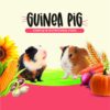 8105LZODc5L._SL1500_.jpg Petslife Guinea Pig Premium Food, 1 kg