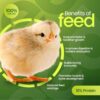 BIO BLOOMS AGRO INDIA PRIVATE LIMITED Poultry Pellet Food Fo...