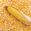 Maize (Dry Corn Seeds) for Birds 1 Kg Food for Garden Animal...