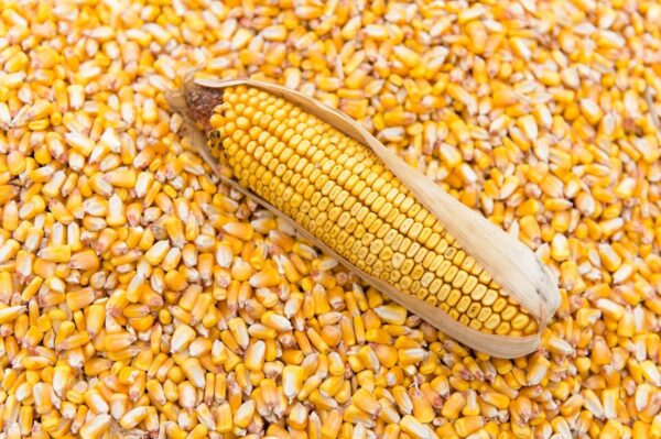Maize (Dry Corn Seeds) for Birds 1 Kg Food for Garden Animal...