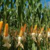 Maize (Dry Corn Seeds) for Birds 1 Kg Food for Garden Animal...