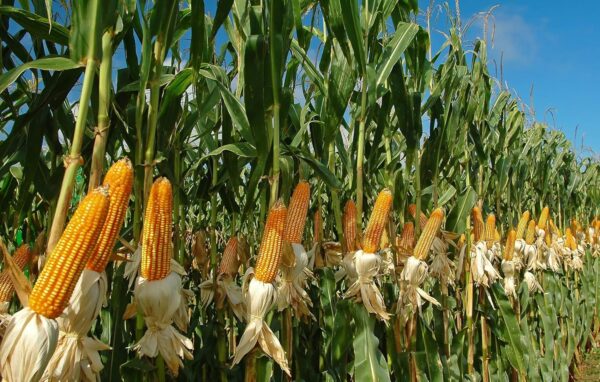 Maize (Dry Corn Seeds) for Birds 1 Kg Food for Garden Animal...